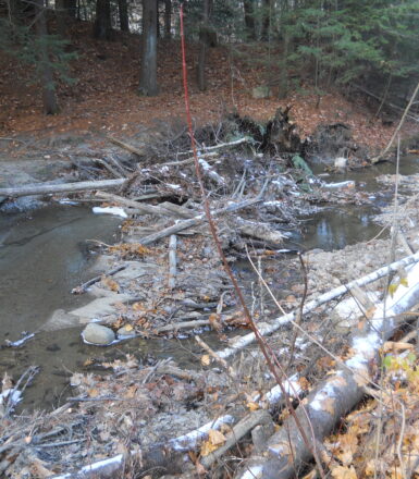 photo of a stream in the woods filled with debris